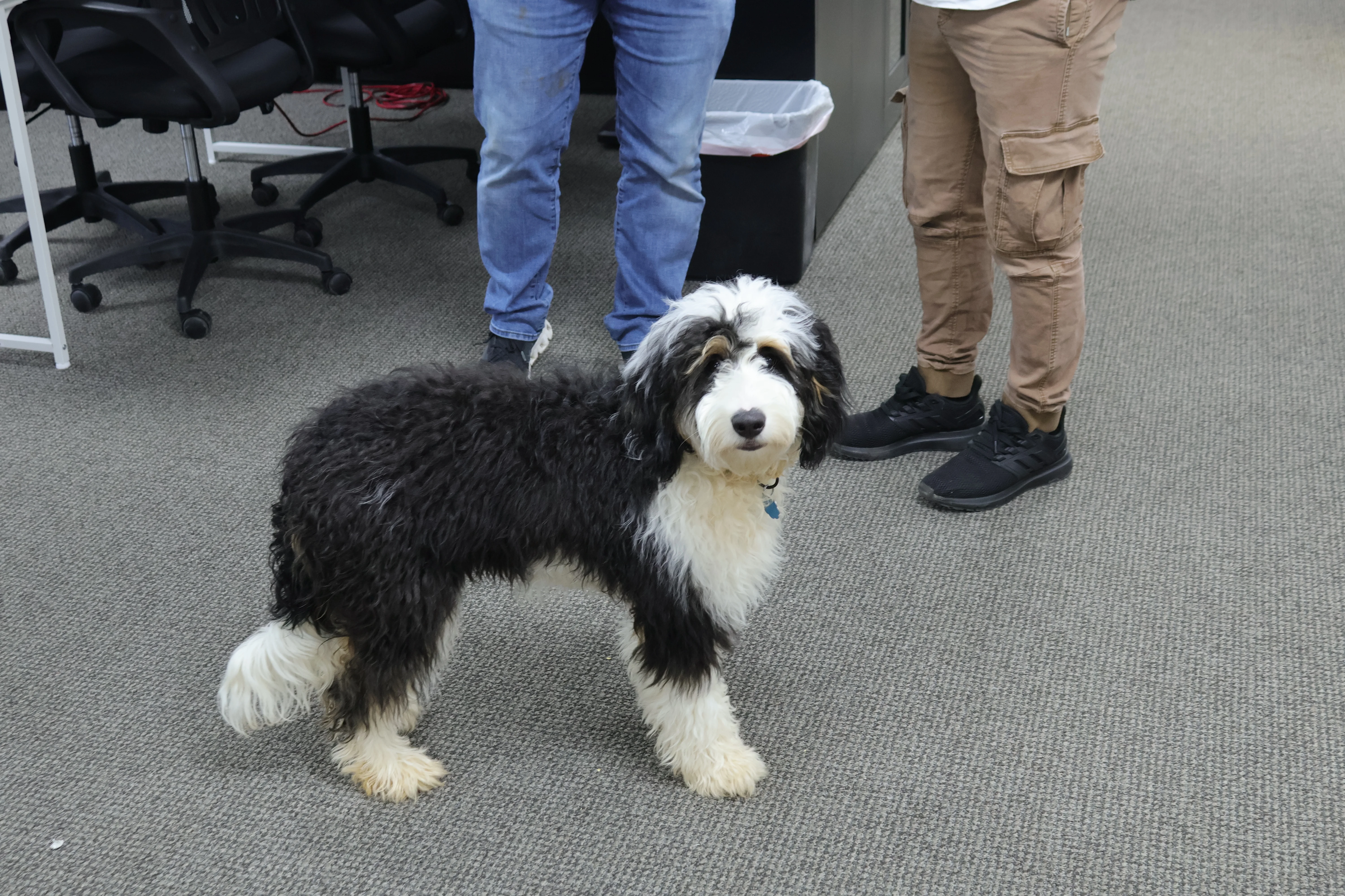 Maggie, the beloved school dog and Chief Barking Officer at Magnolia Aviation Academy